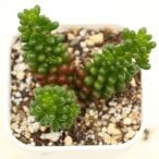  succulent plant se dam red Berry 7.5cm pot seedling 