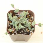  succulent plant ekinos. fish ream (hekigyo Len ) 7.5cm pot seedling rare goods kind!