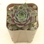 ショッピング多肉植物 多肉植物 センペルビウム ミッドナイトローズ 7.5cmポット苗