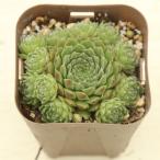 多肉植物 センペルビウム 夕山桜 7.5cmポット苗