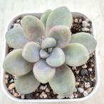 多肉植物 グラプトペタルム だるま秋麗(だるましゅうれい) 7.5cmポット苗
