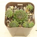  суккулентное растение sempe рубин u пятно moti7.5cm pot рассада 