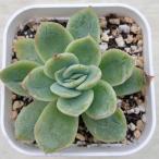ショッピングエケベリア 多肉植物 エケベリア ラズベリーアイス 7.5cmポット苗