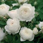 *2026 год роза * крыло lishu rose (..) рассада Crea * Austin растение в горшке (6 номер горшок ) 2 год большой рассада DAR стандартный товар ( цветок рассада * много мясо рассада включение в покупку не возможно, часть регион бесплатная доставка объект вне )