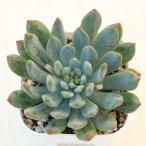 多肉植物 エケベリア ブルーエルフ 7.5cmポット苗