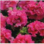 【当店農場生産】八重咲きペチュニア ダブルカスケー