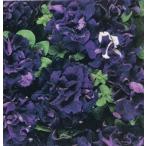 【当店農場生産】八重咲きペチュニア ダブルカスケー