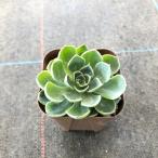 エケベリア インブリカータ 七福神 の育て方 ゆるぷ