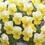 【当店農場生産】ビオラ フローラルパワー イエロービーコン(花なし苗) 9cmポット苗 花壇や寄せ植えに♪