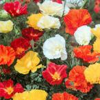 【当店農場生産】エスコルチア スワールミックス 9cmポット苗 耐寒性 こぼれ種繁殖