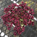 ショッピングプリンセス 【当店農場生産】幸せを呼ぶ☆プリンセスクローバー イザベラ（イザベル） 9cmポット苗 耐寒性多年草