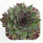 多肉植物 センペルビウム チップトップ 7.5cmポット苗