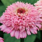 【当店農場生産】ジニア シンデレラ ライラック 9cmポット苗 かわいいお花が咲きます♪