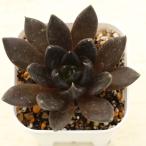 多肉植物 エケベリア ダークローズ 7.5cmポット苗