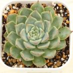 多肉植物 エケベリア オリビア 7.5cmポット苗