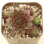 多肉植物 センペルビウム レッドルビン 7.5cmポット苗