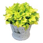 [ наш магазин сельское хозяйство место производство ] гейхера Dolce Frozen мускат PW 9cm pot рассада 