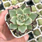  суккулентное растение ekebe задний agaboites черное дерево 7.5cm pot рассада 
