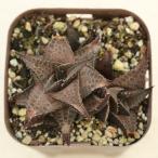 多肉植物 ハオルチア テッセラータ 7.5cmポット苗