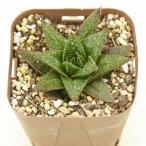 多肉植物 ガステリア ソラナ 7.5cmポット苗