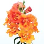 [ наш магазин сельское хозяйство место производство ]. -слойный .. gold gyo saw tui колено bronze затенитель от солнца 9cm pot рассада 