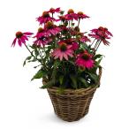 [ наш магазин сельское хозяйство место производство ] эхинацея поли ne-shon Magenta 9cm pot рассада выдерживающий холод .. корень .
