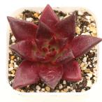 ショッピングエケベリア 多肉植物 エケベリア アガボイデス ロメオルビン 7.5cmポット苗