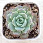 多肉植物 エケベリア クイーンエリー 7.5cmポット苗