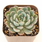 ショッピングエケベリア 多肉植物 エケベリア アーリーサンライズ 7.5cmポット苗