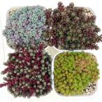 【当店農場生産】多肉植物 セダム 4種類セット 7.5cmポット苗☆カラフルなセダムセット!3/27更新