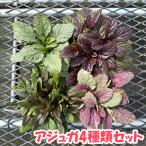 アジュガ4種類セット耐寒性多年草グ...