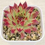 多肉植物 センペルビウム ゴールドダスト錦 7.5cmポット苗