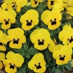 [ наш магазин сельское хозяйство место производство ] viola ... подсолнух ( цветок нет рассада ) 9cm pot рассада цветок .......!