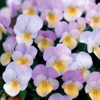 ビオラフローラルパワーピンクレモン...