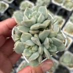  суккулентное растение ekebe задний super молоко 7.5cm pot рассада 