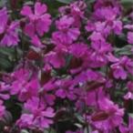 [ наш магазин сельское хозяйство место производство ] Cire nesibela машина мой n9cm pot рассада много год .