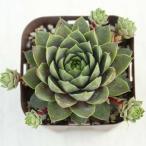 多肉植物センペルビウムルビーライム...