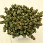  суккулентное растение se dam стерео fko7.5cm pot рассада 