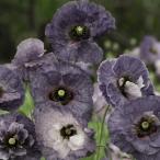 【当店農場生産】ポピー アメイジンググレイ 9cmポット苗 薄い花びらの美しい花が咲きます☆