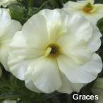 ショッピング苗 【当店農場生産】ラナンキュラス ラックス グレーシス 9cmポット苗