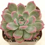 多肉植物 エケベリア ペイントバケット 7.5cmポット苗