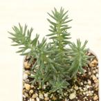  суккулентное растение se dam блюз p разрозненный 7.5cm pot рассада 