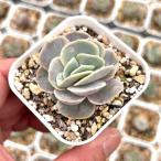  суккулентное растение ekebe задний голубой sa приз 7.5cm pot рассада 