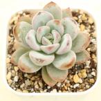 多肉植物 エケベリア スタースノー 7.5cmポット苗