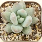 多肉植物 パキフィツム パフューム Hyb 7.5cmポット苗