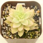 多肉植物 セダム 黄麗錦(オウレイ錦、月の王子錦) 7.5cmポット苗