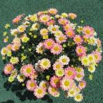 【当店農場生産】マーガレット スマッシュ アプリコッ