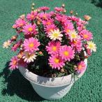 【当店農場生産】マーガレット スマッシュ ピンク＆レモン 9cmポット苗 半耐寒性多年草