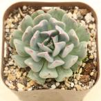  суккулентное растение ekebe задний полет подросток 7.5cm pot рассада 