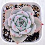  суккулентное растение ekebe задний Пикачу 7.5cm pot рассада 